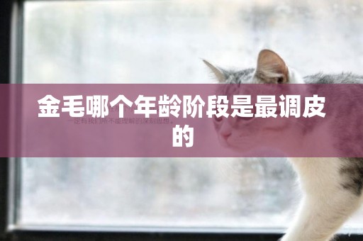 金毛哪個年齡階段是最調皮的