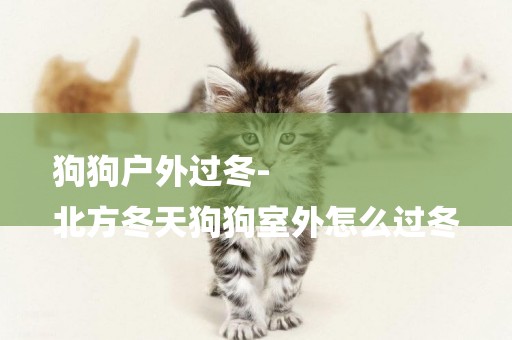 狗狗戶外過冬-
北方冬天狗狗室外怎么過冬