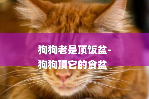 狗狗老是頂飯盆-
狗狗頂它的食盆