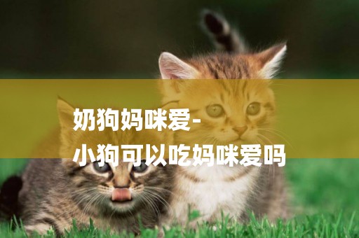 奶狗媽咪愛-
小狗可以吃媽咪愛嗎