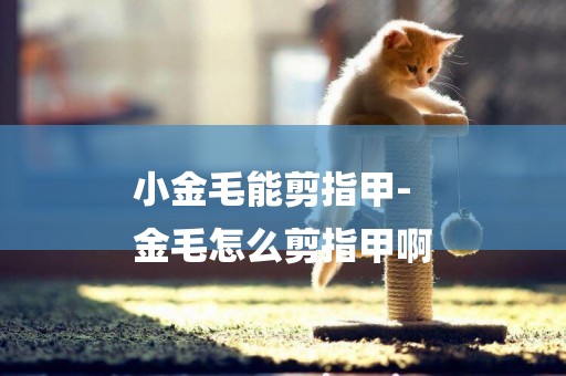 小金毛能剪指甲-
金毛怎么剪指甲啊