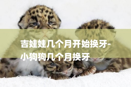 吉娃娃幾個月開始換牙-
小狗狗幾個月換牙
