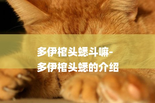 多伊棺頭蟋斗嘛-
多伊棺頭蟋的介紹