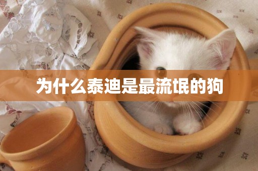 為什么泰迪是最流氓的狗