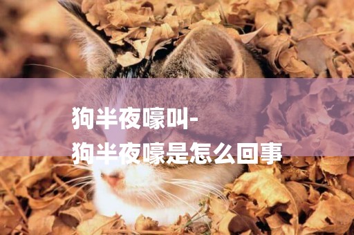 狗半夜嚎叫-
狗半夜嚎是怎么回事