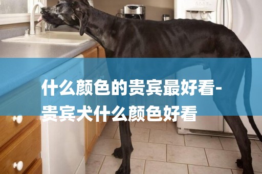 什么顏色的貴賓最好看-
貴賓犬什么顏色好看