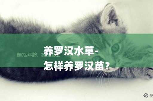 養羅漢水草-
怎樣養羅漢苗？