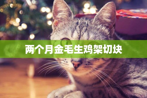 兩個月金毛生雞架切塊