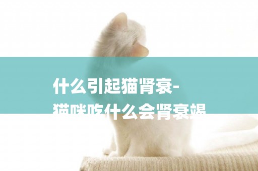 什么引起貓腎衰-
貓咪吃什么會腎衰竭