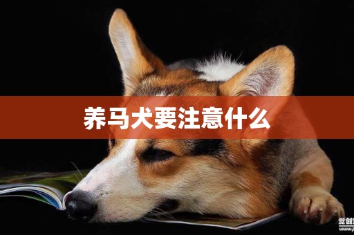 養馬犬要注意什么
