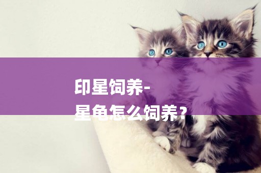 印星飼養-
星龜怎么飼養？