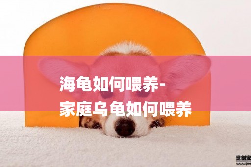 海龜如何喂養-
家庭烏龜如何喂養