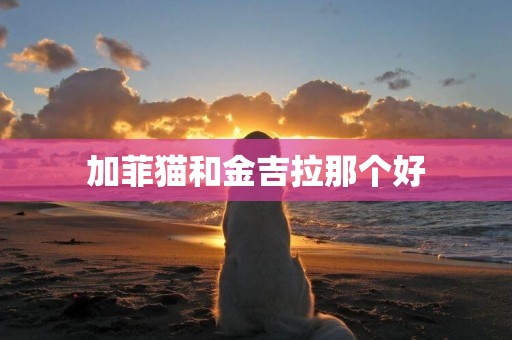 加菲貓和金吉拉那個好