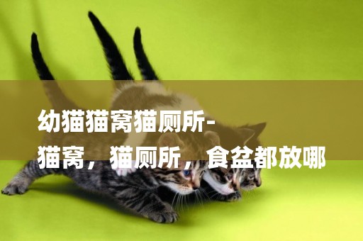 幼貓貓窩貓廁所-
貓窩，貓廁所，食盆都放哪