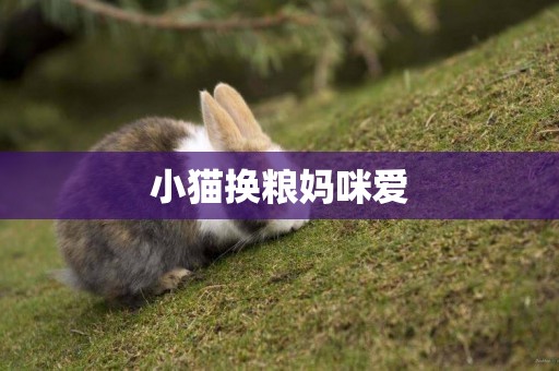 小貓換糧媽咪愛