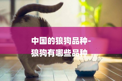 中國的狼狗品種-
狼狗有哪些品種