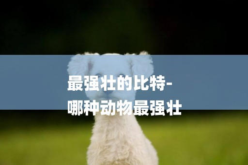 最強壯的比特-
哪種動物最強壯
