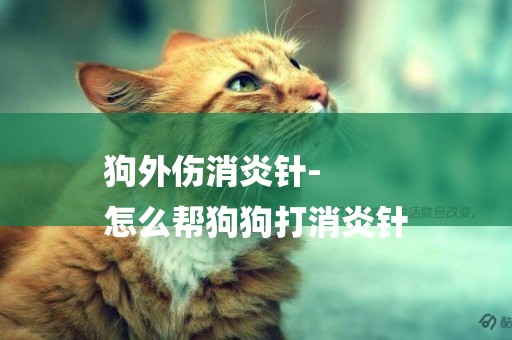 狗外傷消炎針-
怎么幫狗狗打消炎針