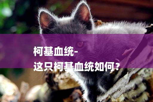 柯基血統-
這只柯基血統如何？