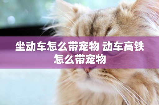 坐動車怎么帶寵物 動車高鐵怎么帶寵物