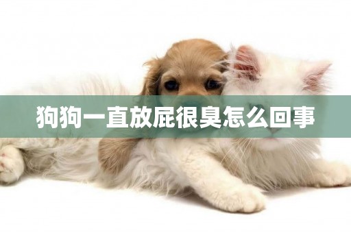 狗狗一直放屁很臭怎么回事