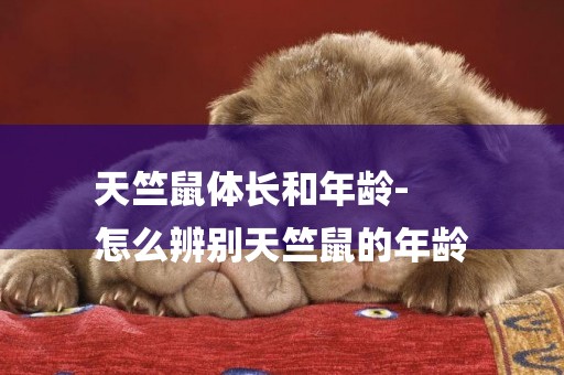 天竺鼠體長和年齡-
怎么辨別天竺鼠的年齡