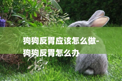 狗狗反胃應該怎么做-
狗狗反胃怎么辦