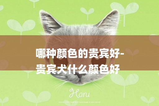 哪種顏色的貴賓好-
貴賓犬什么顏色好