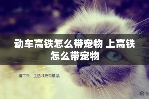 動車高鐵怎么帶寵物 上高鐵怎么帶寵物