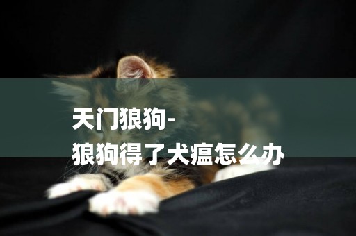 天門狼狗-
狼狗得了犬瘟怎么辦