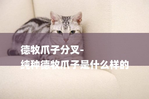 德牧爪子分叉-
純種德牧爪子是什么樣的