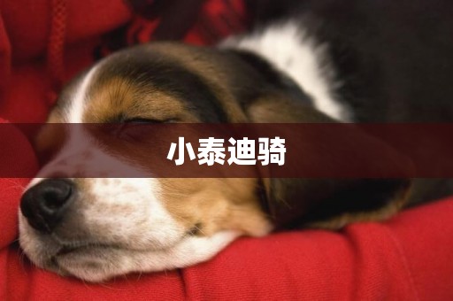 小泰迪騎