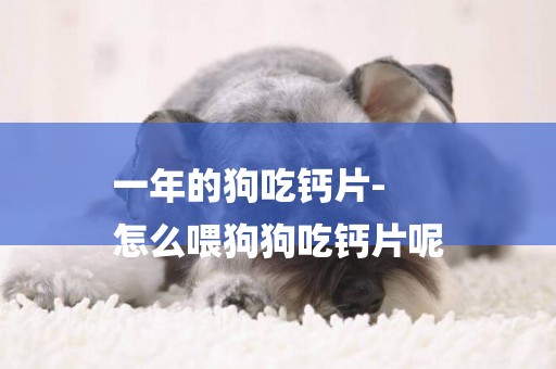 一年的狗吃鈣片-
怎么喂狗狗吃鈣片呢