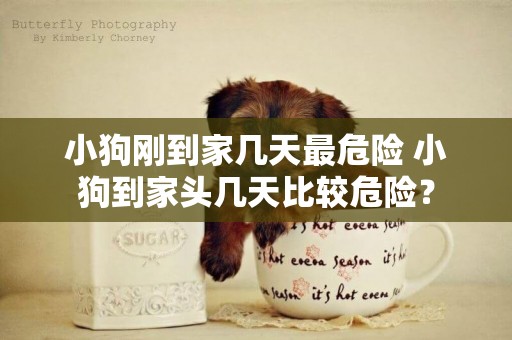 小狗剛到家幾天最危險 小狗到家頭幾天比較危險？