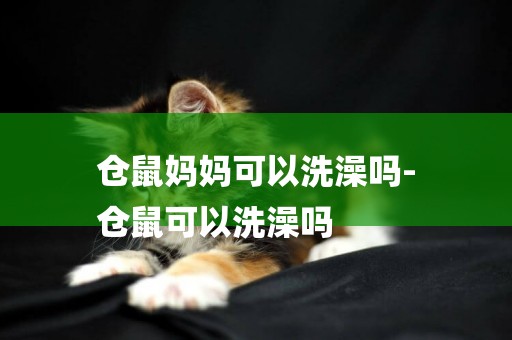 倉鼠媽媽可以洗澡嗎-
倉鼠可以洗澡嗎