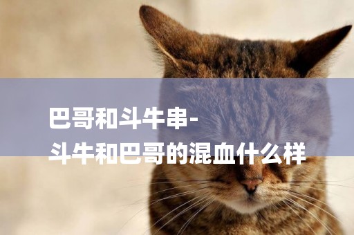 巴哥和斗牛串-
斗牛和巴哥的混血什么樣