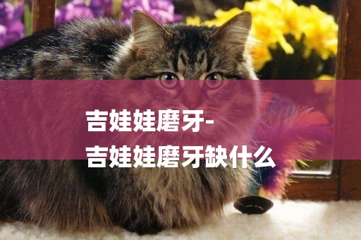 吉娃娃磨牙-
吉娃娃磨牙缺什么