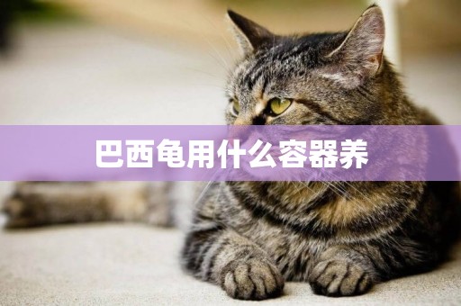 巴西龜用什么容器養