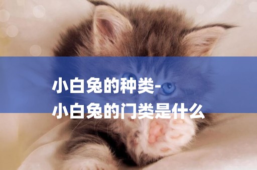 小白兔的種類-
小白兔的門類是什么