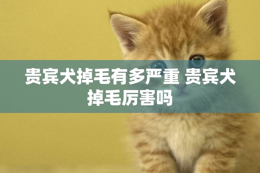 貴賓犬掉毛有多嚴重 貴賓犬掉毛厲害嗎