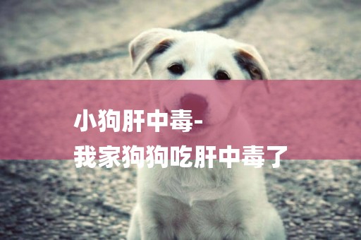 小狗肝中毒-
我家狗狗吃肝中毒了