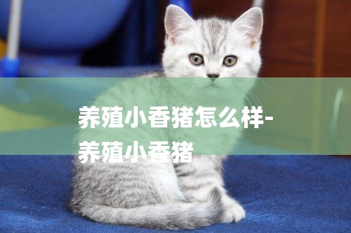 養殖小香豬怎么樣-
養殖小香豬