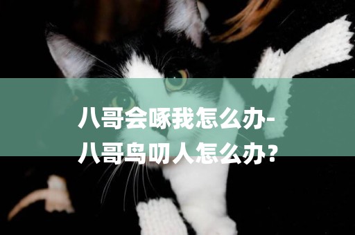 八哥會啄我怎么辦-
八哥鳥叨人怎么辦？