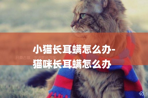 小貓長耳螨怎么辦-
貓咪長耳螨怎么辦