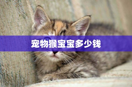 寵物猴寶寶多少錢