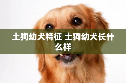 土狗幼犬特征 土狗幼犬長什么樣