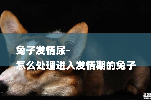 兔子發情尿-
怎么處理進入發情期的兔子