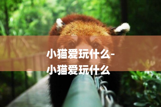 小貓愛玩什么-
小貓愛玩什么