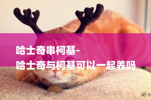 哈士奇串柯基-
哈士奇與柯基可以一起養嗎