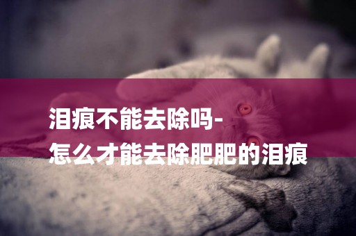 淚痕不能去除嗎-
怎么才能去除肥肥的淚痕